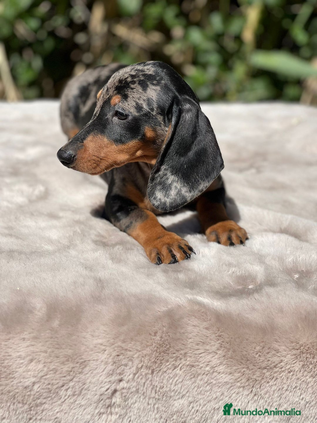 Teckel perros en venta: Teckel arlequin  - Imagen 1
