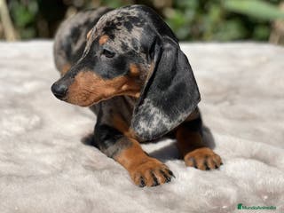 Teckel perros Teckel arlequin - Anuncio 30