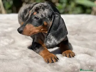 Teckel perros Teckel arlequin - Anuncio 39