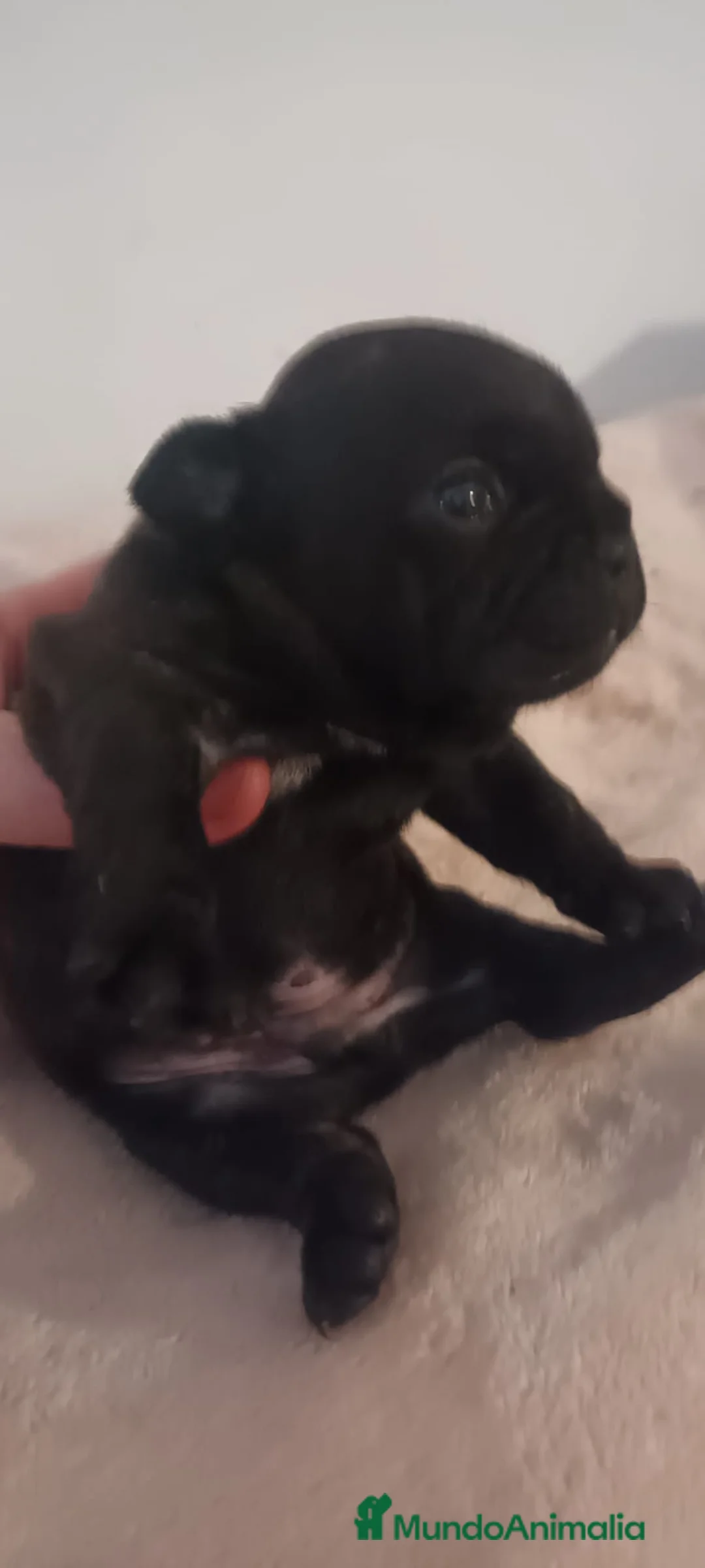 Bulldog Francés perros en venta: Bulldog Frances - Anuncio 4