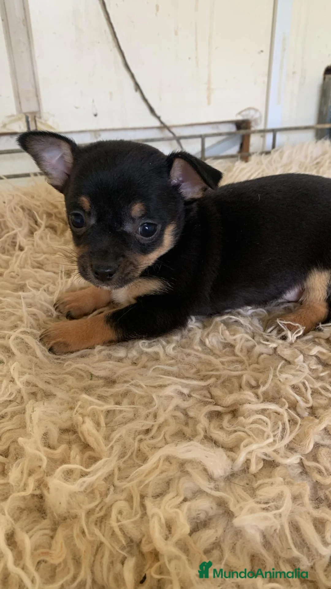 Chihuahua perros en venta: Preciosos chihuahua toy cabeza manzana - Anuncio 2
