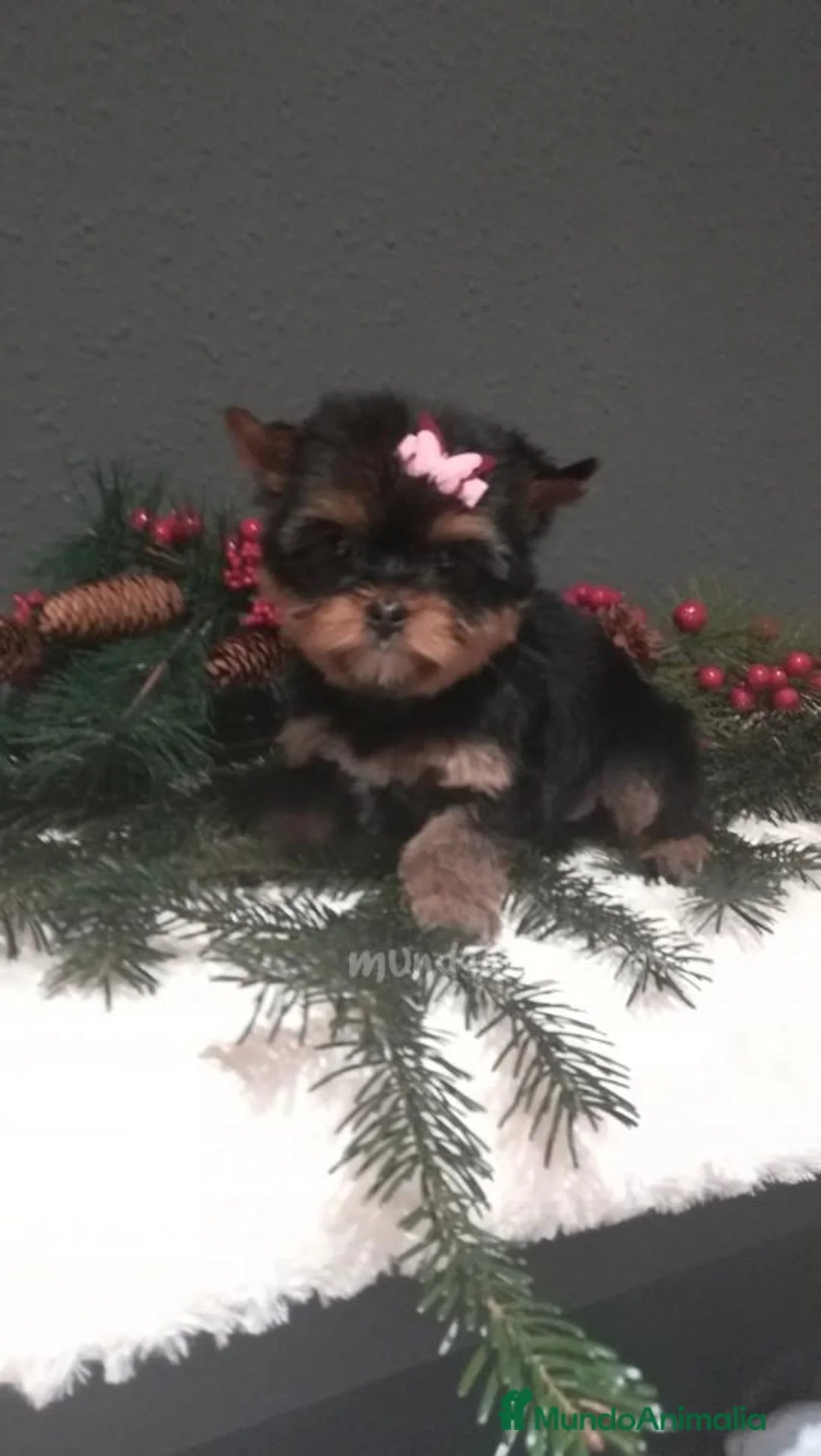 Imagen de galería {{count}}