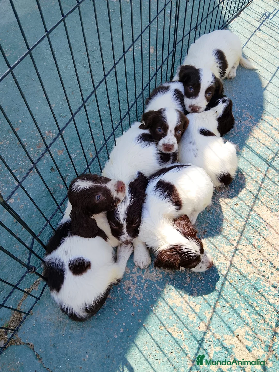 English Springer Spaniel perros en venta: Springer spaniel inglés - Anuncio 2