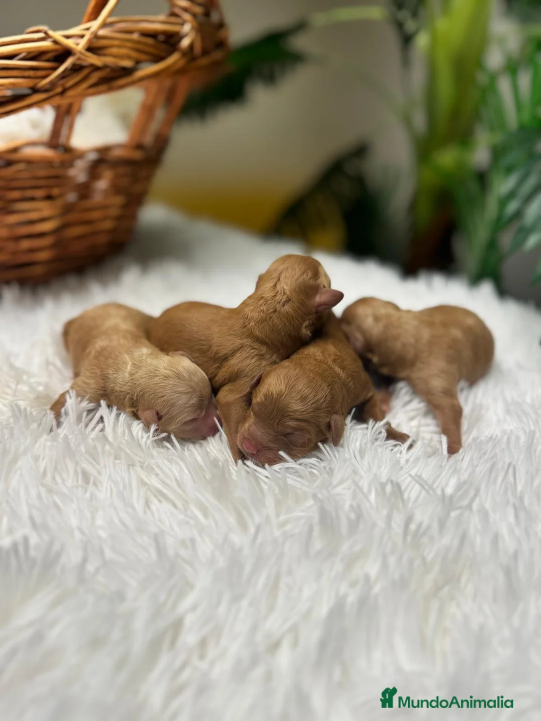 Caniche Toy perros en venta: CANICHE TOY - Anuncio 1