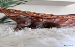 Chihuahua perros en venta: CHIHUAHUA MACHO CHOCOLATE & TAN - Imagen 9