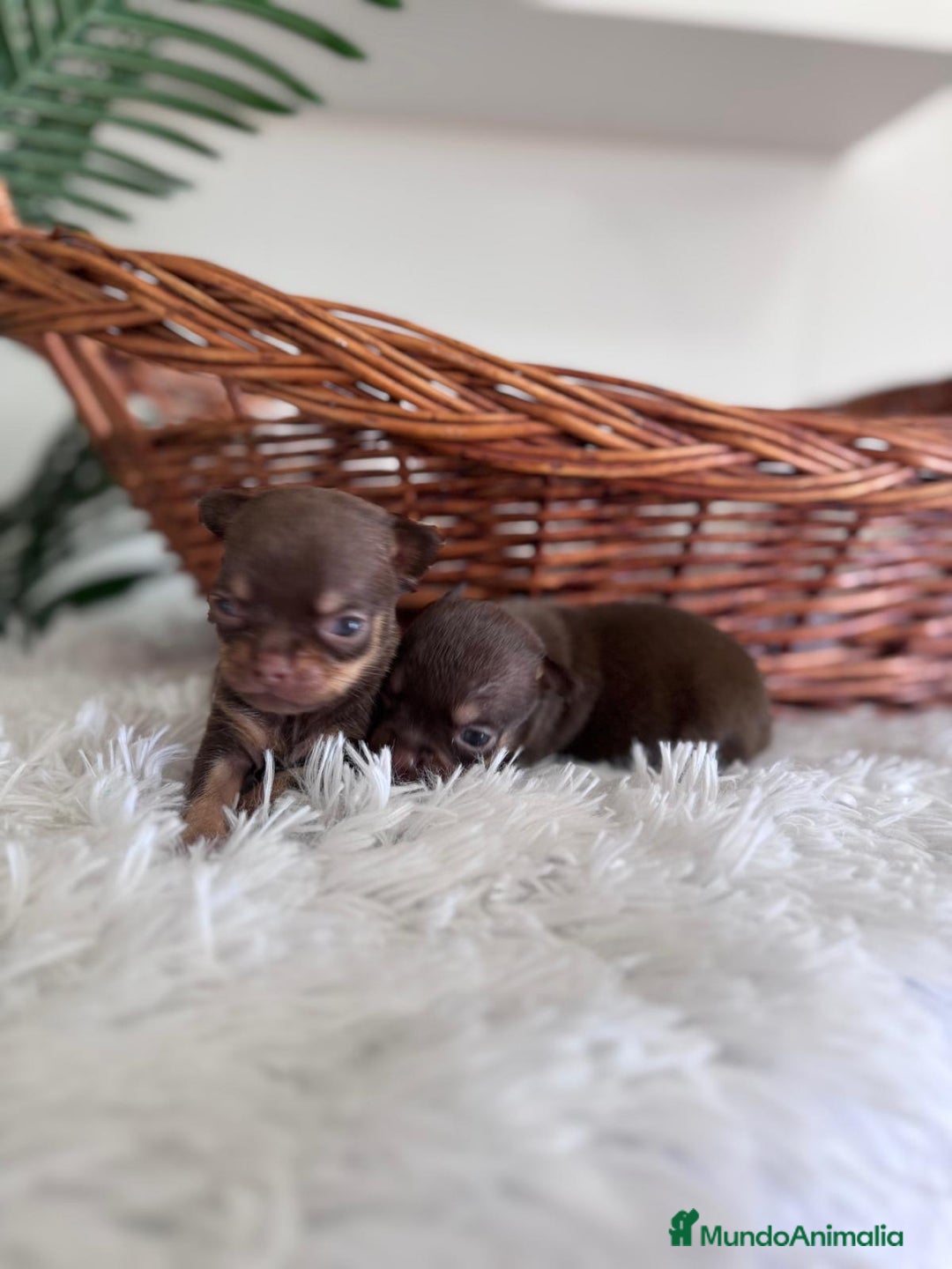 Chihuahua perros en venta: CHIHUAHUA MACHO CHOCOLATE & TAN - Imagen 9