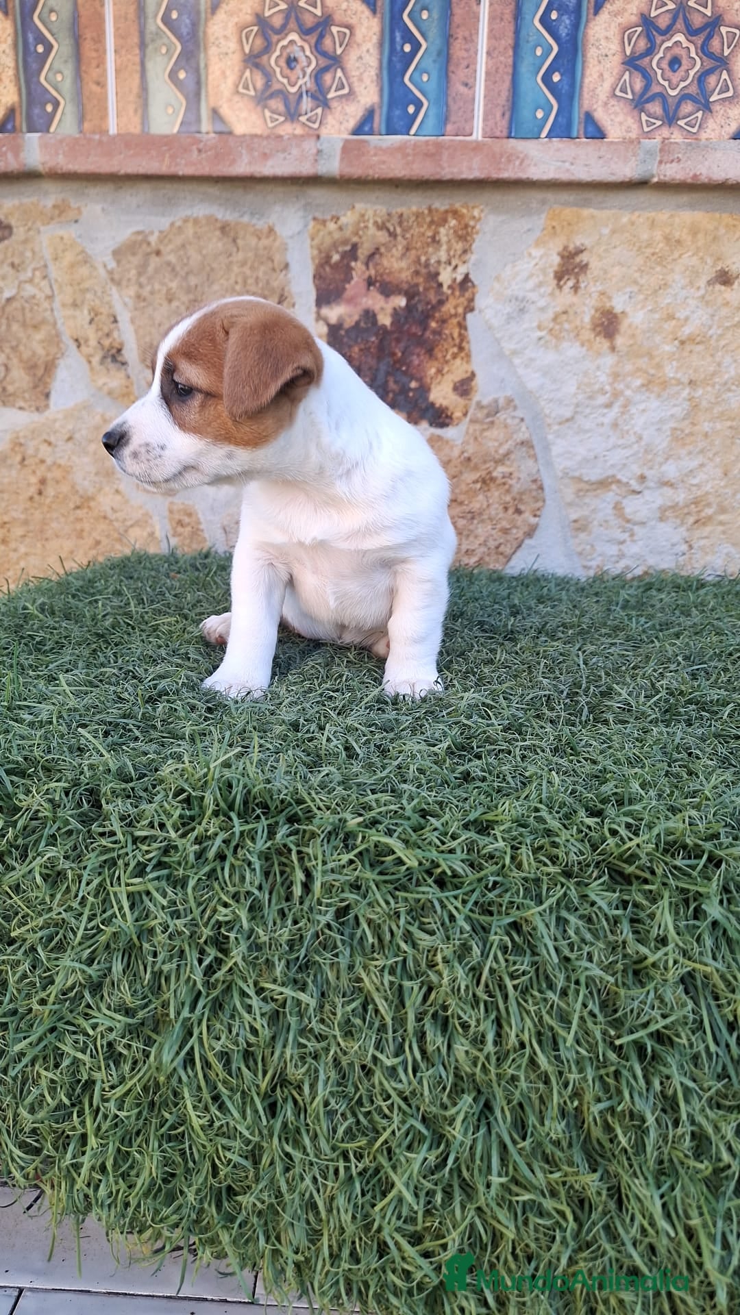 Jack Russell Terrier perros en venta: Jack Russell juguetones bicolor  - Anuncio 3