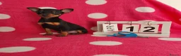 Pinscher Miniatura perros en venta: Pinscher miniatura  - Anuncio 6