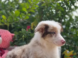 Border Collie perros Excelente camada de border collie - Anuncio 1