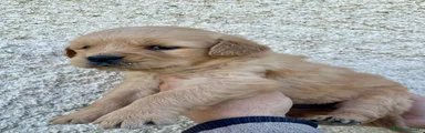 Golden Retriever 2