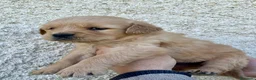 Golden Retriever perros en venta: GOLDEN RETREVIER - Anuncio 3