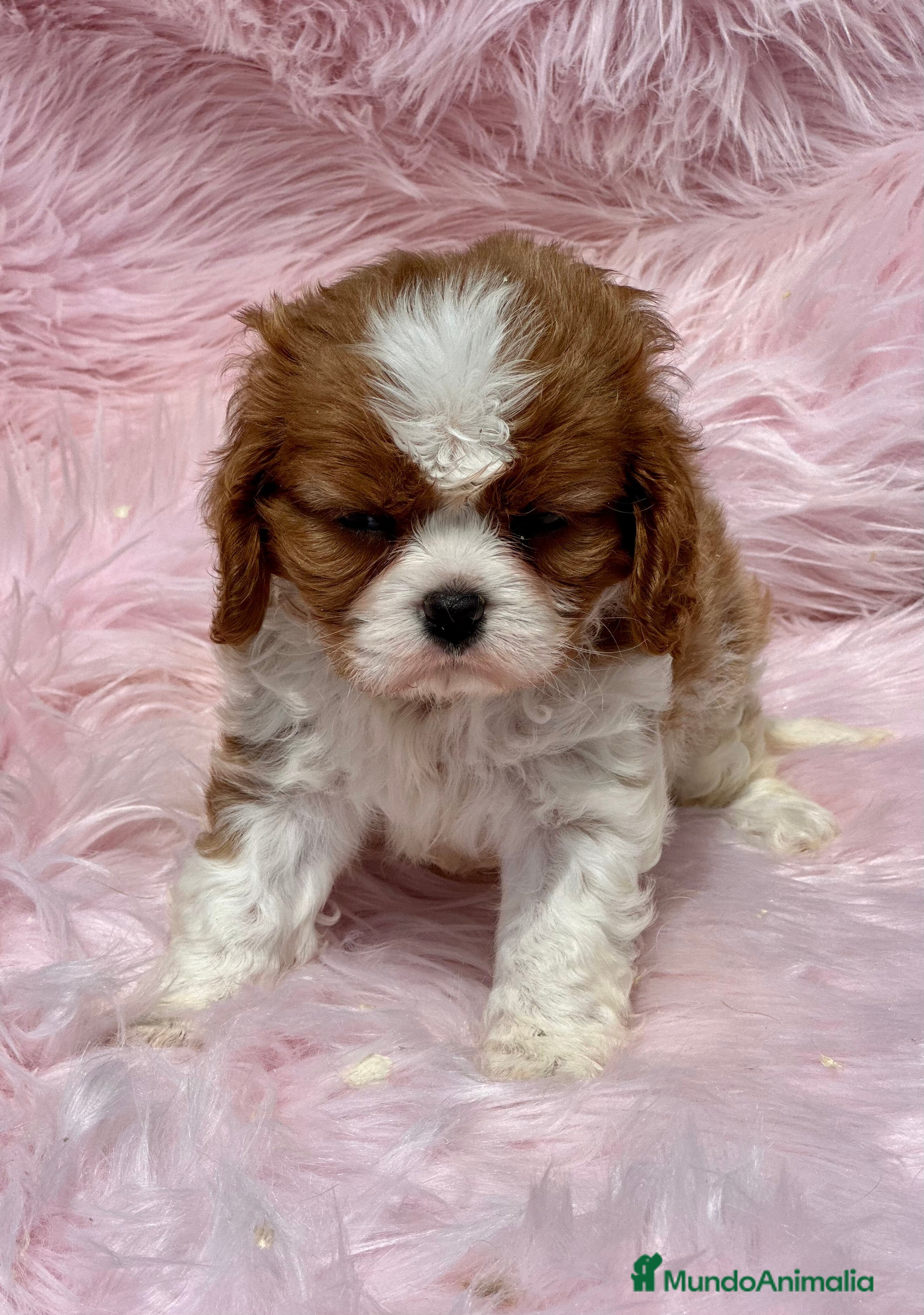 Cavalier King Charles Spaniel perros CAVALIER BLENHEIN HEMBRAS DIVINAS en Barcelona - Anuncio 2