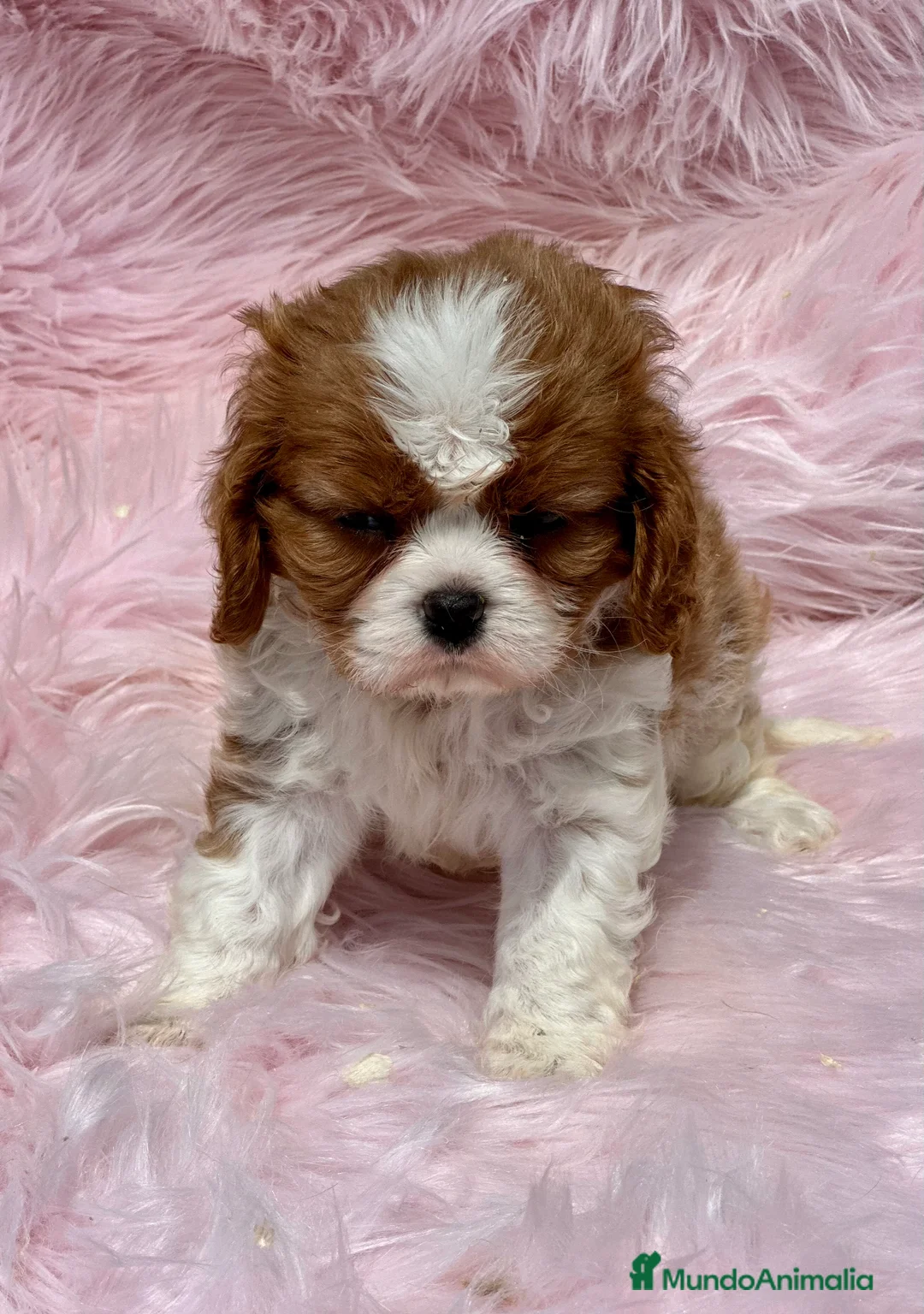 Cavalier King Charles Spaniel perros en venta: CAVALIER BLENHEIN HEMBRAS DIVINAS en Barcelona - Anuncio 2
