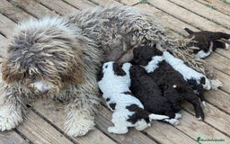 Perro de Agua Español perros en venta: Cachorros perro de agua español  - Imagen 3
