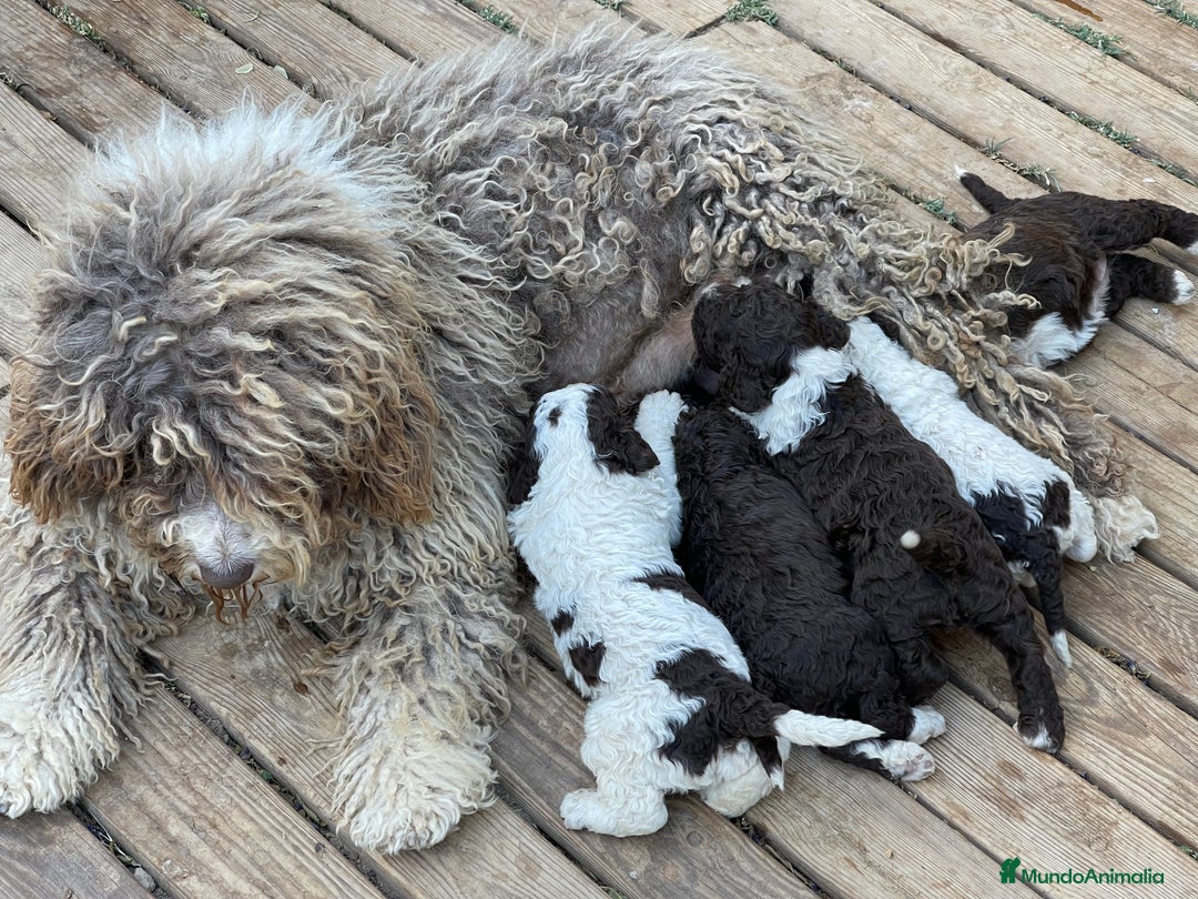 Perro de Agua Español perros en venta: Cachorros perro de agua español  - Imagen 3