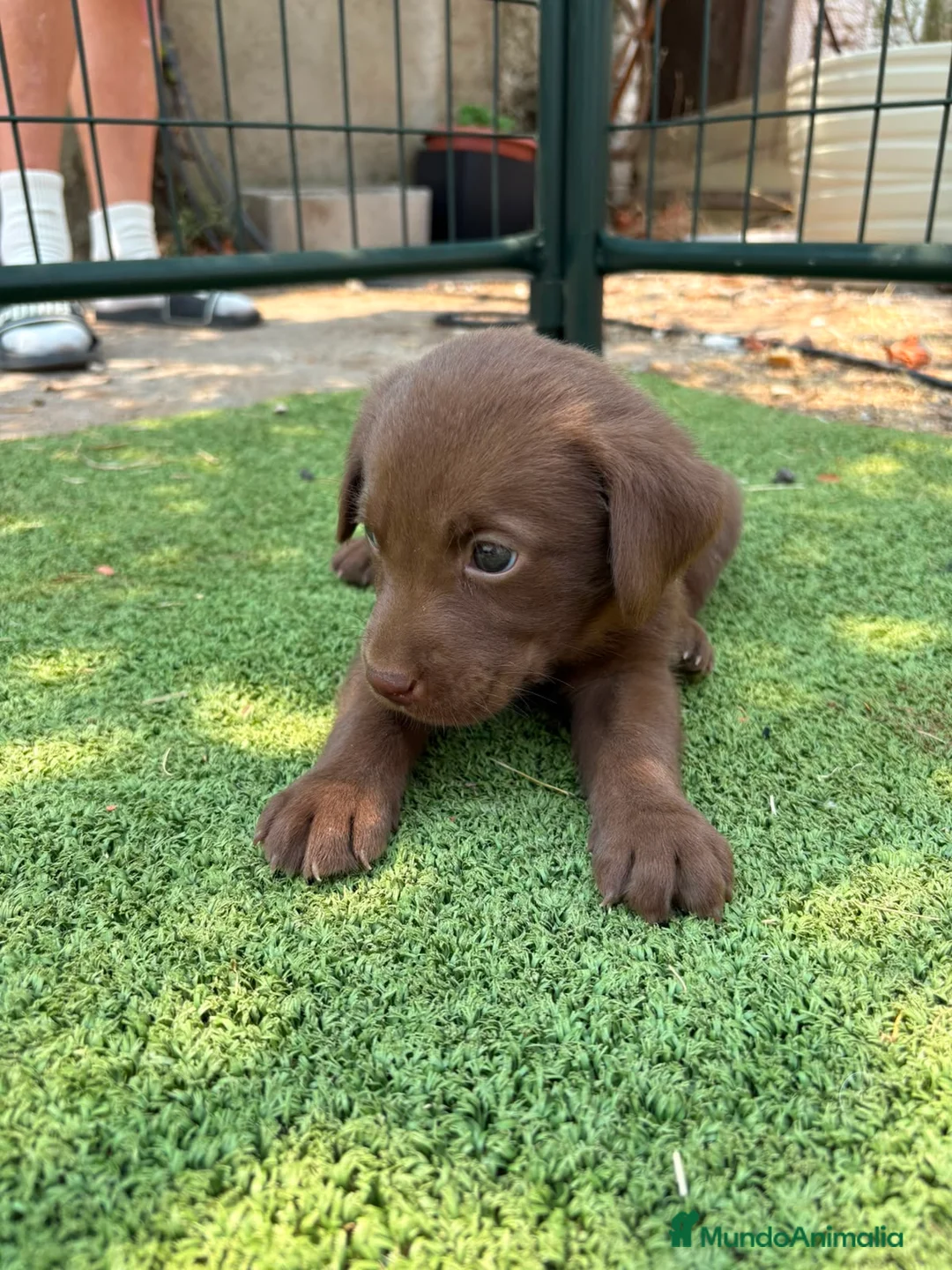 Labrador Retriever perros en venta: LABRADOR - Anuncio 1