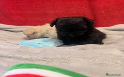 Raza Mixta perros en venta: Pomapoo Hembrita negra!!  - Imagen 4