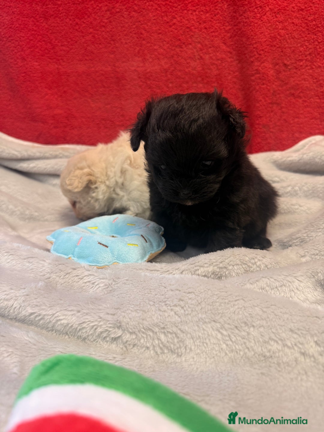 Raza Mixta perros en venta: Pomapoo Hembrita negra!!  - Imagen 4