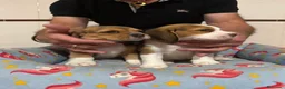 Beagle perros en venta: Cachorros beagle tricolor - Anuncio 2