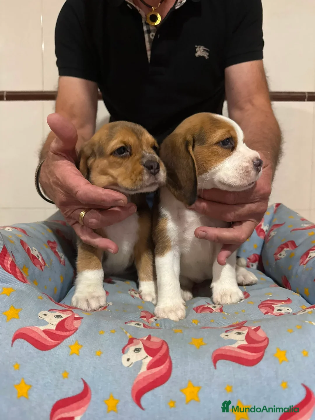 Beagle perros en venta: Cachorros beagle tricolor - Anuncio 2