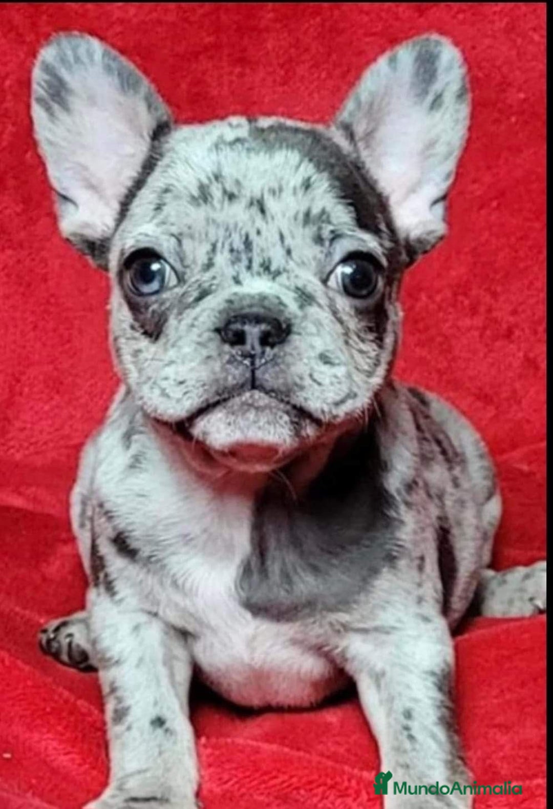 Bulldog Francés perros en venta: BULLDOG FRANCÉS MERLE ESTUPENDOS - Anuncio 1