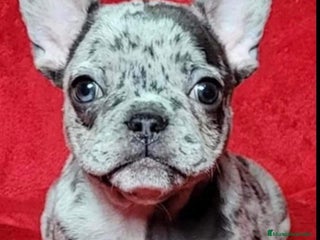Bulldog Francés perros BULLDOG FRANCÉS MERLE ESTUPENDOS - Anuncio 1
