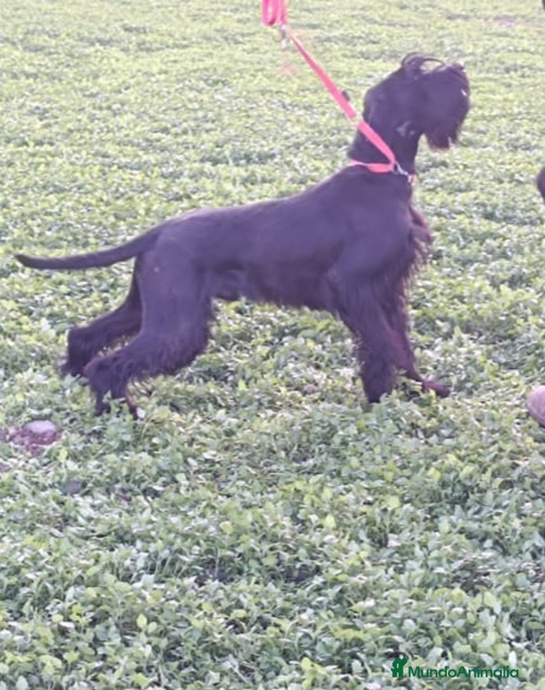 Schnauzer Gigante perros en venta: Schnauzer Gigante Negro - Anuncio 2