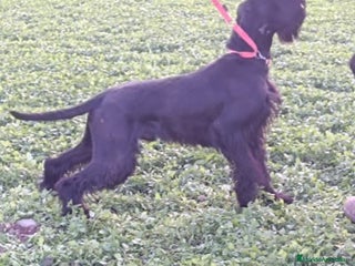 Schnauzer Gigante perros Schnauzer Gigante Negro - Anuncio 1