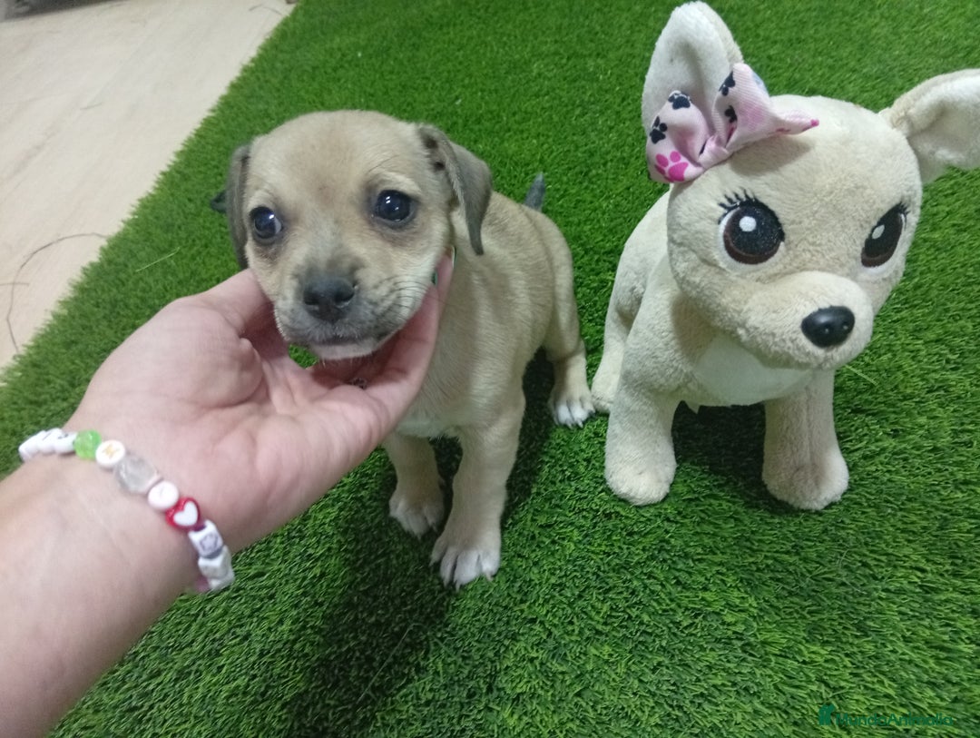 Otras razas perros en adopcion: Oportunidad  - Imagen 5
