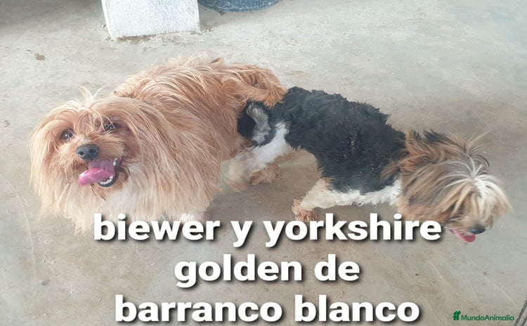 Biewer Yorkshire Terrier a la Pom Pon perros - Anuncio 1