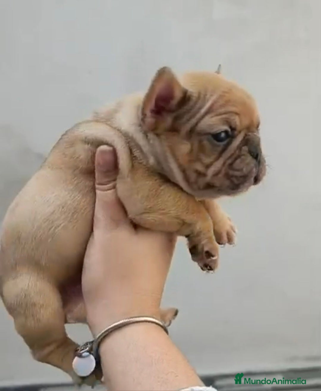 Bulldog Francés perros Bulldog francés hembra fawn merle morfología top - Anuncio 3