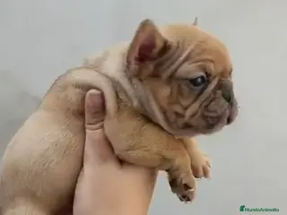 Bulldog Francés perros Bulldog francés hembra fawn merle morfología top - Anuncio 3