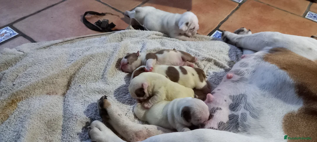 Bulldog Inglés perros en venta: Cachorro bulldog ingles  - Anuncio 5