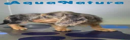 Teckel perros en venta: Teckel Hembra Pelo Largo Arlequin - Anuncio 6