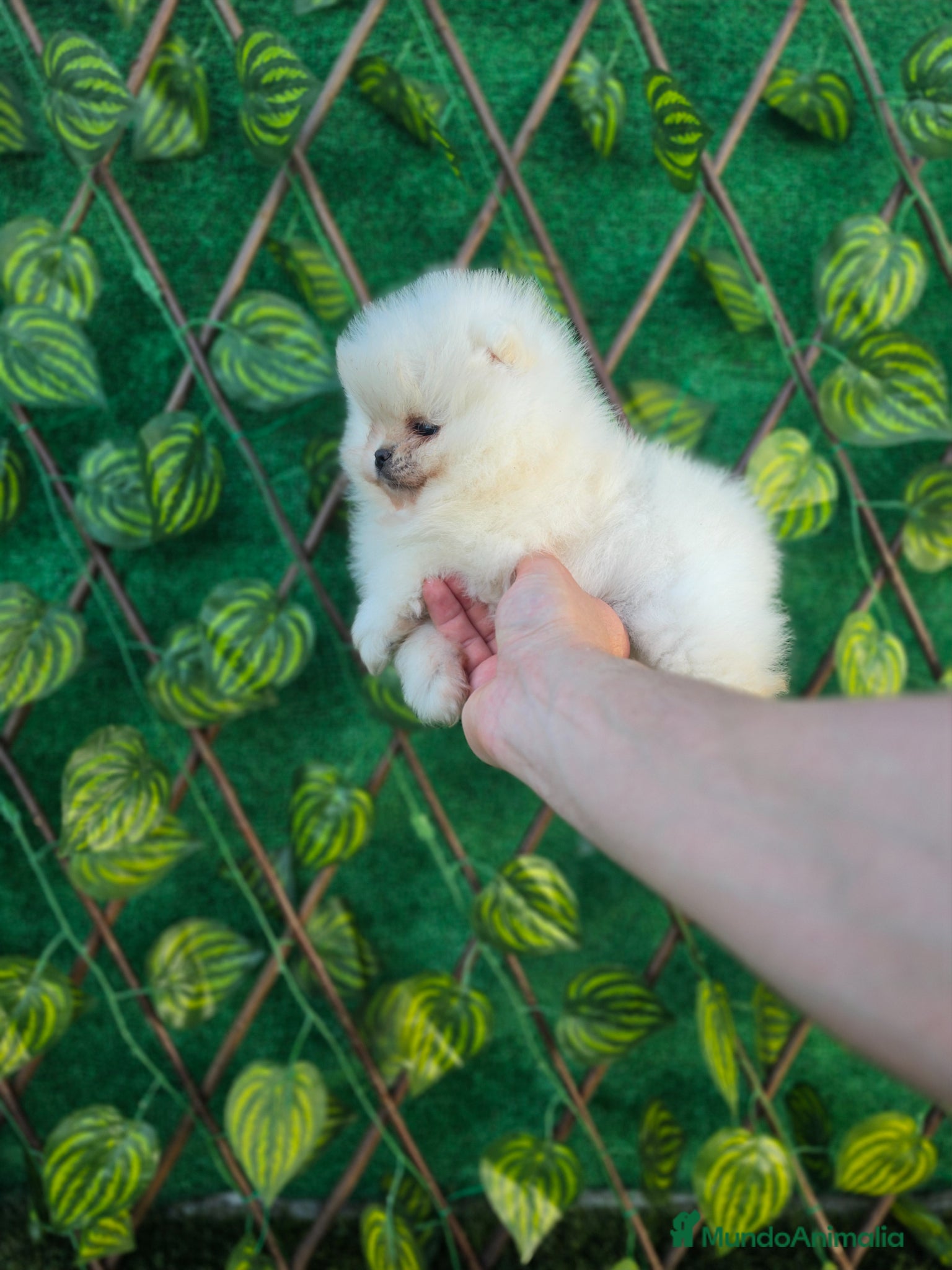 Pomerania perros LULU DE POMERANIA  - Anuncio 2