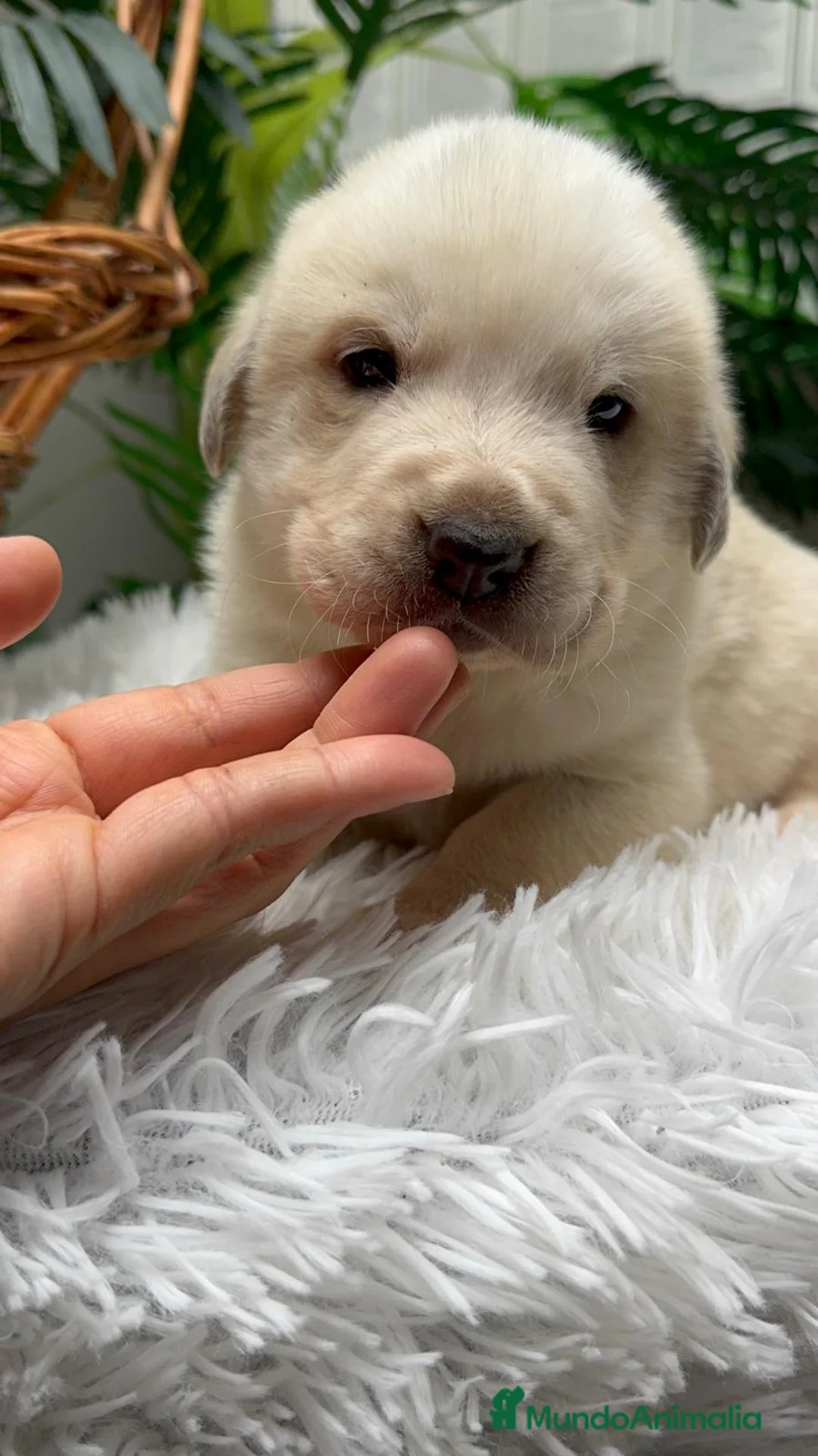 Mastín Español perros en venta: MASTIN ESPAÑOL - Anuncio 15