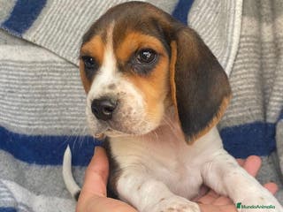 Beagle perros Beagle miniatura en Ciudad Real - Anuncio 10