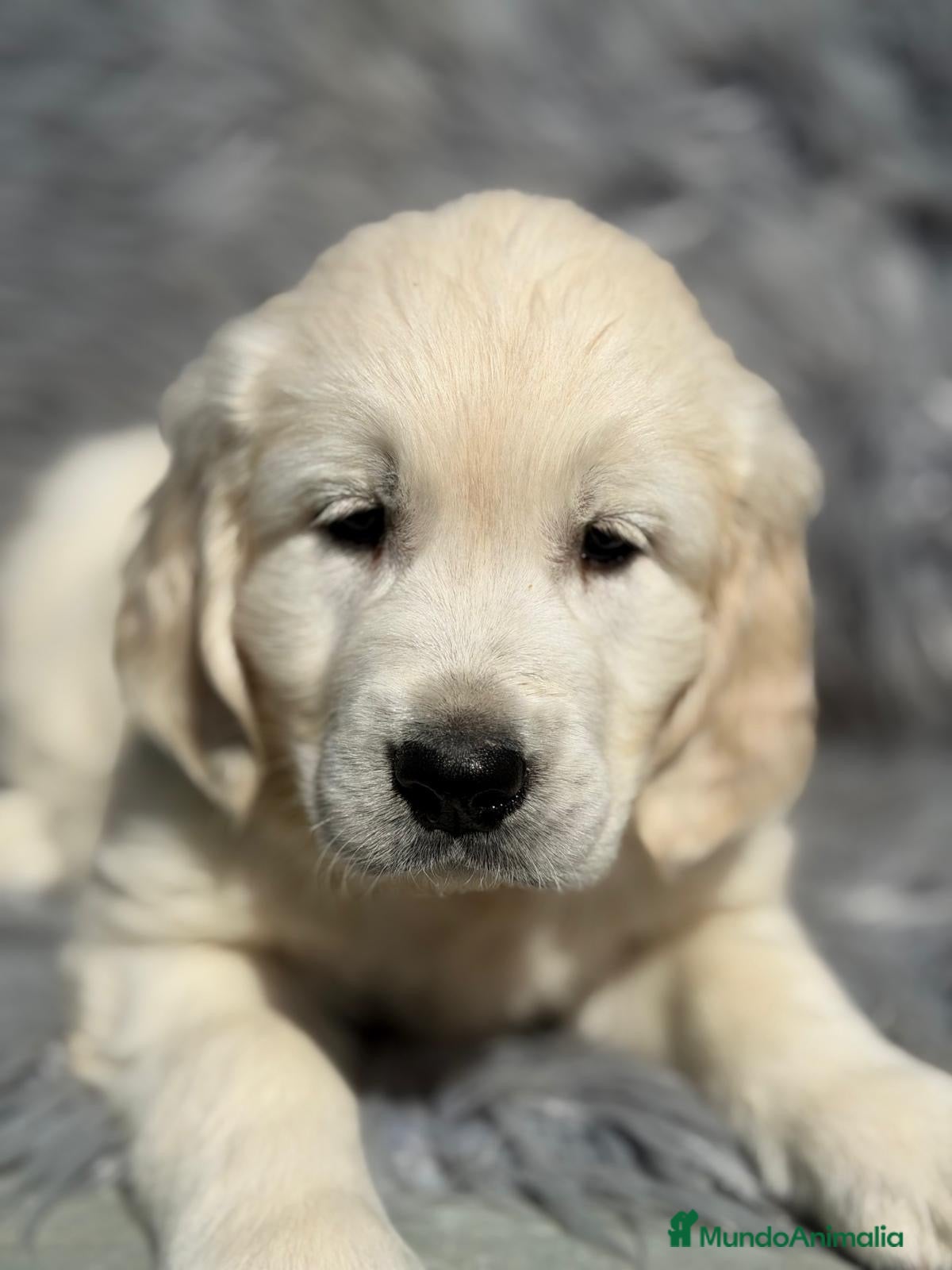 Golden Retriever perros GOLDEN RETRIEVER MACHO - Anuncio 3