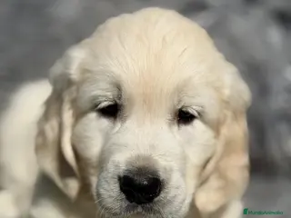 Golden Retriever perros GOLDEN RETRIEVER MACHO - Anuncio 3