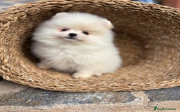 Pomerania perros en venta: Pomerania listos para entregar  - Imagen 5