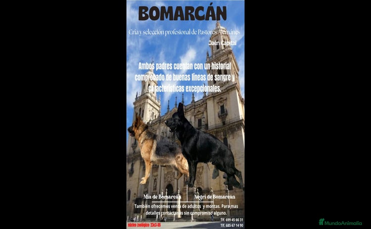 Pastor Alemán perros - Propaganda 11