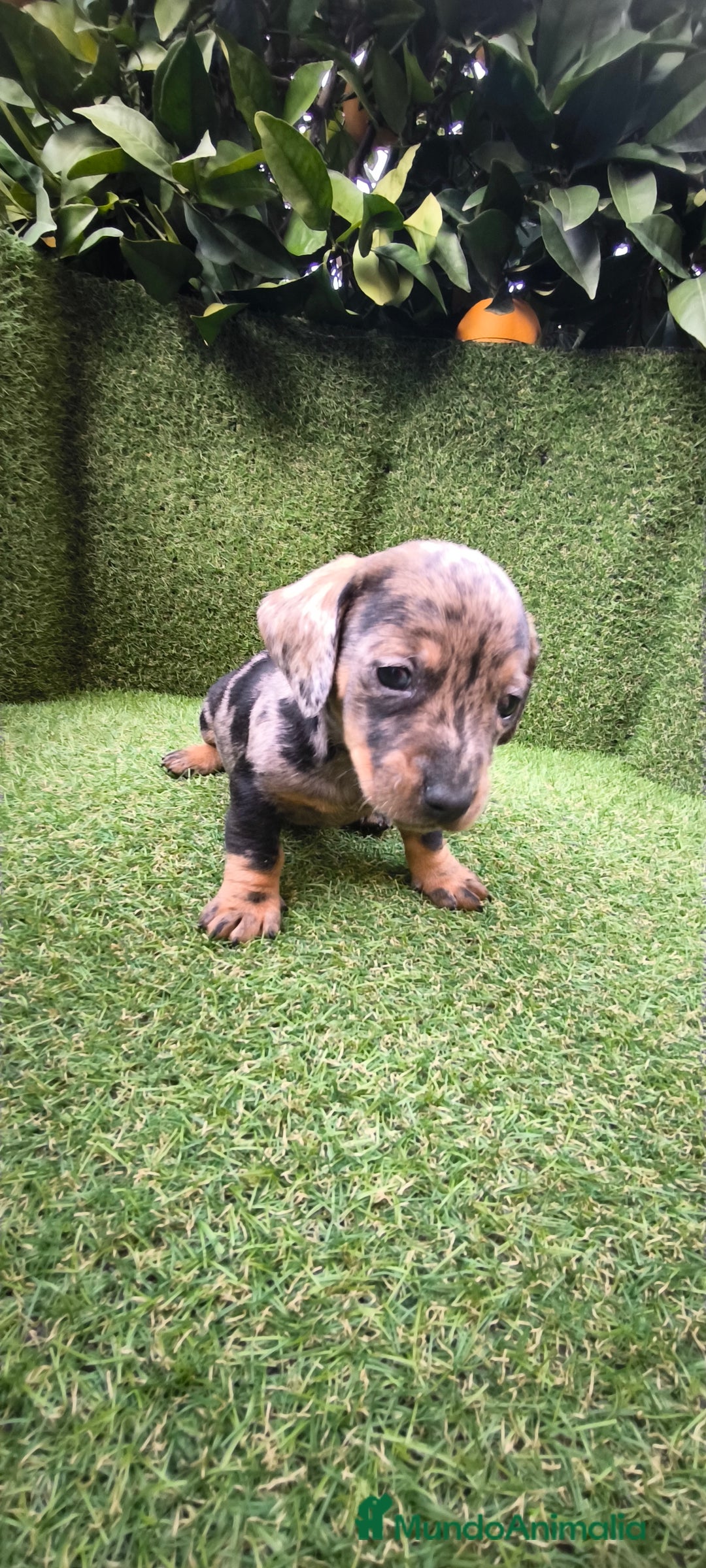 Teckel Miniatura perros en venta: camada teckel arlequín y todos los colores  - Anuncio 25