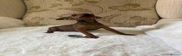 Pinscher Miniatura perros en venta: Pinscher Miniatura cachorro hembra  - Anuncio 18