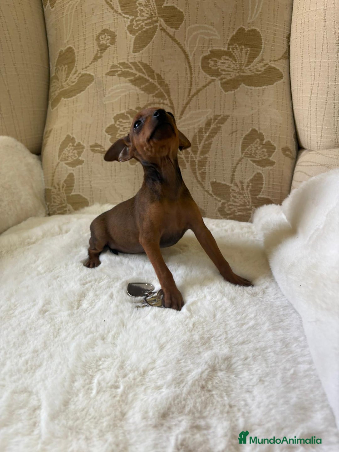 Pinscher Miniatura perros en venta: Pinscher Miniatura cachorro hembra  - Imagen 18
