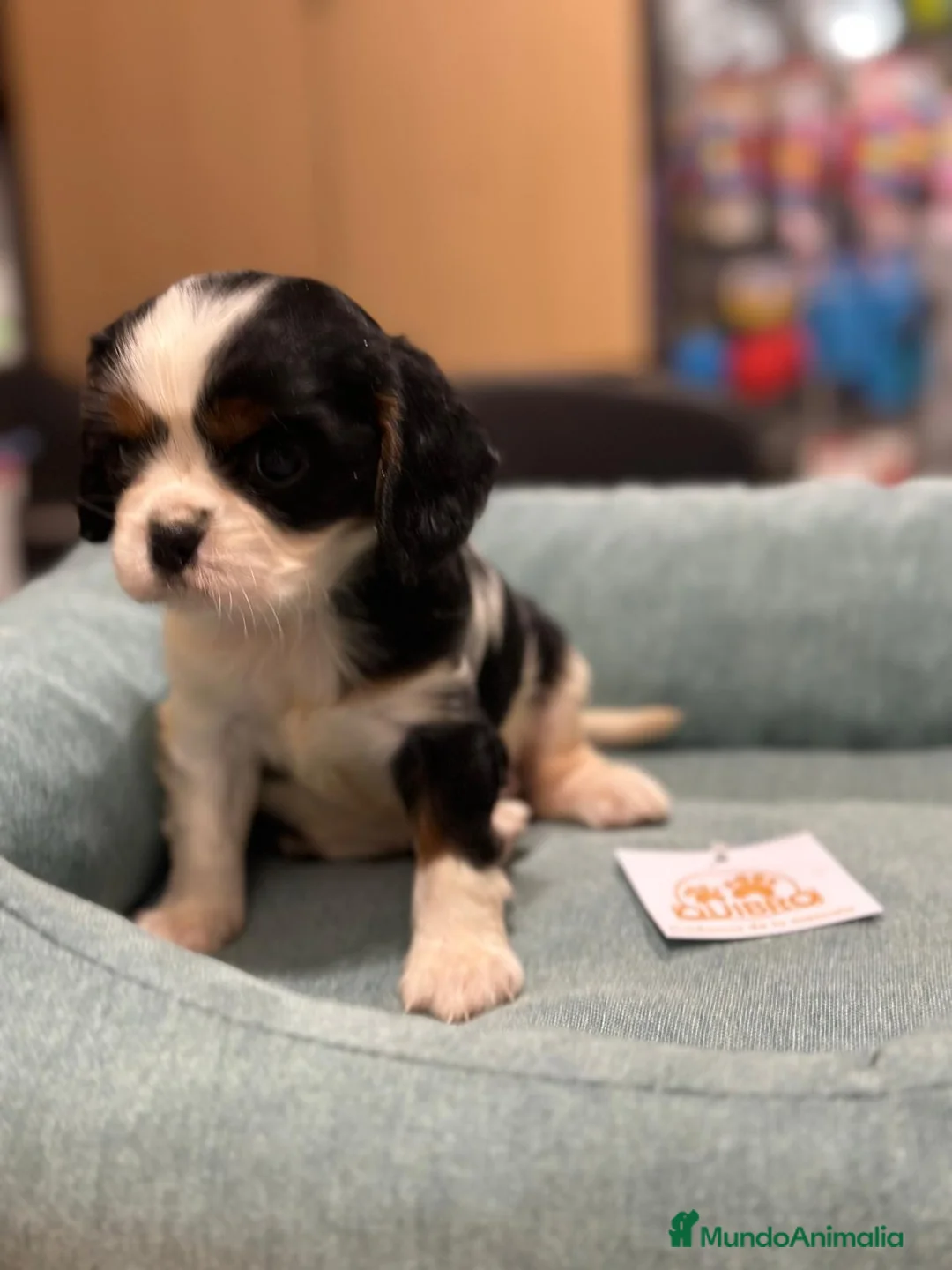 Cavalier King Charles Spaniel perros en venta: Cavalier tricolor  en Barcelona - Anuncio 2