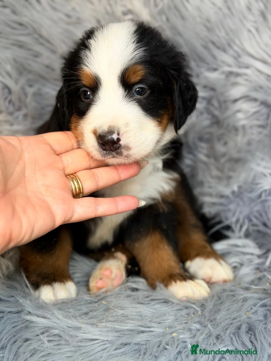 Boyero de Berna perros en venta: Machos Boyero de Berna🐾💙 - Anuncio 2
