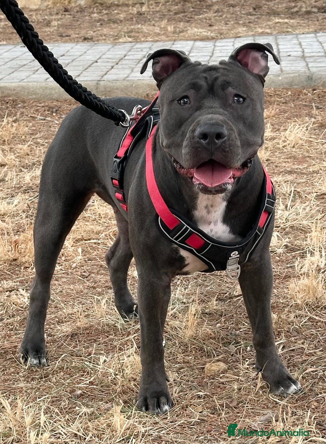 American Staffordshire-Terrier perros en venta: American Stanford, nueva Camada - Anuncio 32