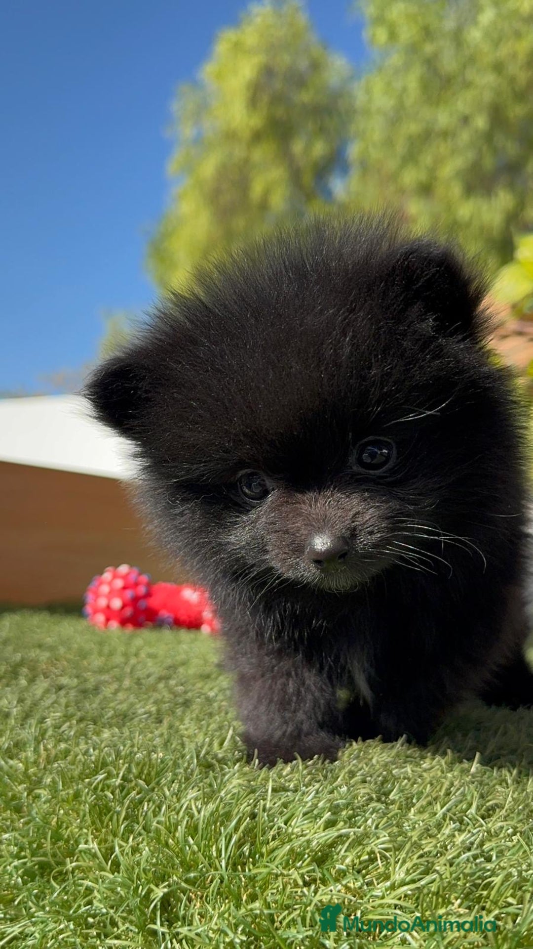 Pomerania perros en venta: POMERANIA HEMBRA - Imagen 17