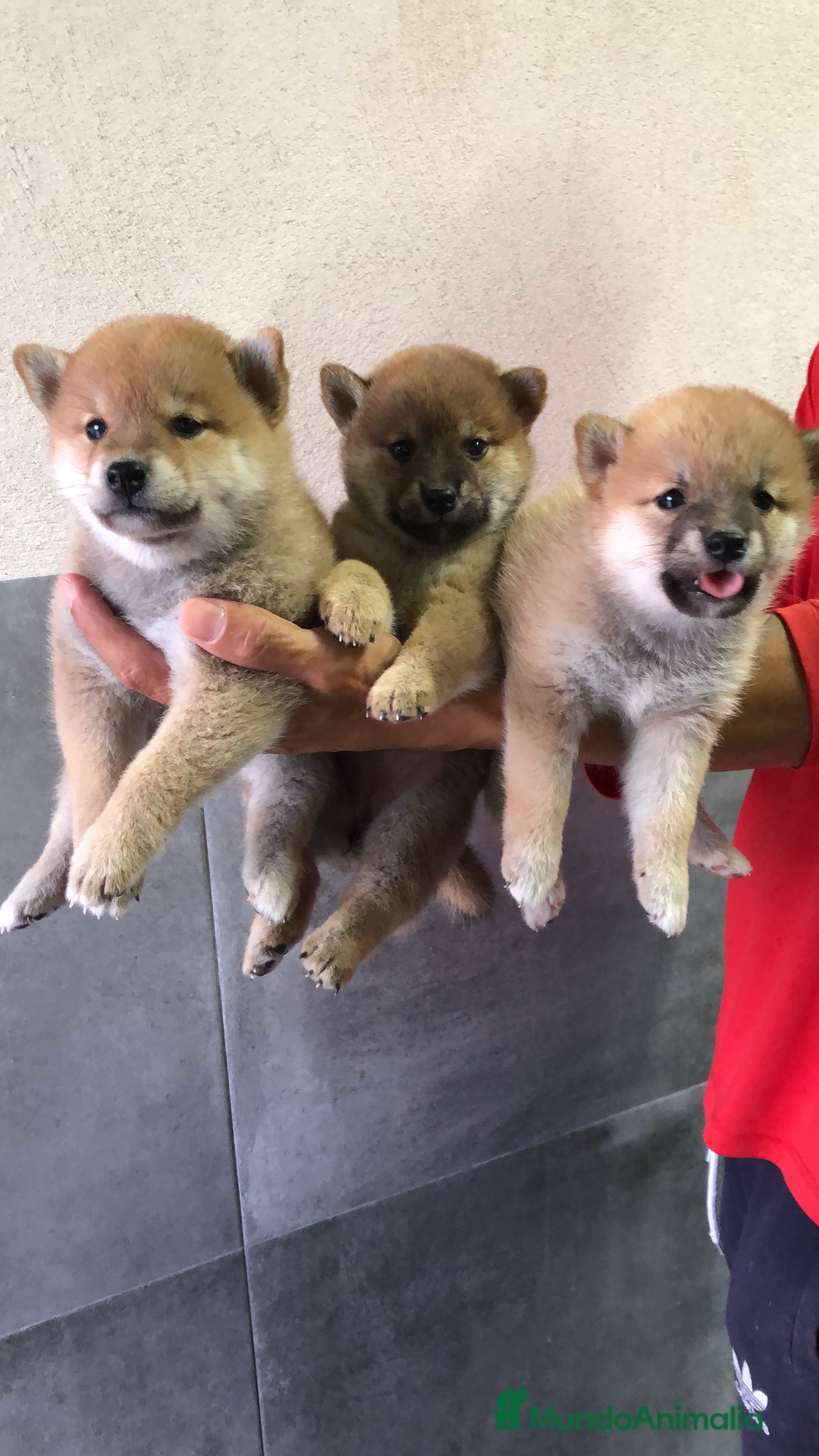 Shiba Inu perros Cachorros de shiba inu  en Madrid - Anuncio 2