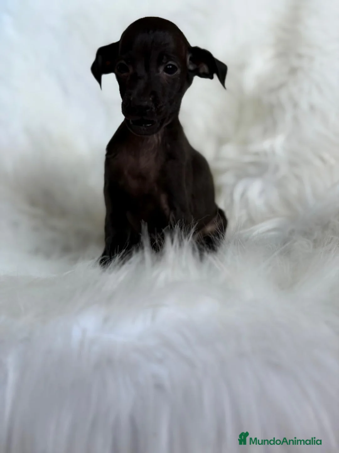 Pequeño Lebrel Italiano perros en venta: PEQUEÑO LEBREL (PICCOLO) NEGRITOS - Anuncio 3